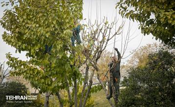هرس درختان در منطقه 5