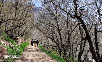 طبیعت بهاری روستای سنگان 26