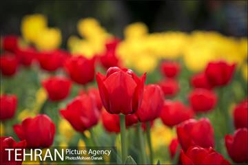 روزهای بهاری پارک شهر 11