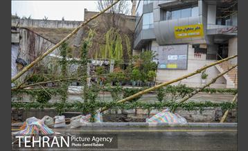 آئین کاشت درخت زندگی 41