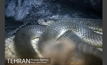 باغ وحش ارم 31