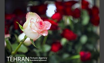 مرکز گل و گیاه ایوار 8