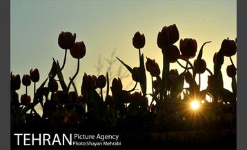 برج میلاد میزبان لاله های بهاری و تخم مرغ های رنگی 13