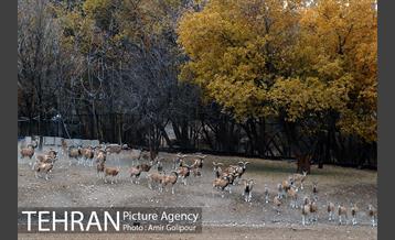 پاییز در میشه زار بوستان جنگلی چیتگر 13