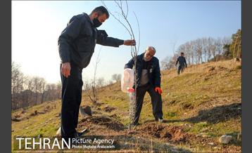 کاشت 2200 اصله نهال در بوستان جنگلی چیتگر 14