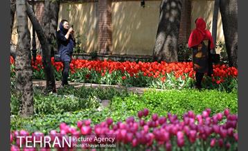 رویش گل های لاله در باغ ایرانی 29