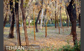 پاییز در پارک شهر 13