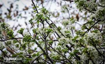 باغ گیاه‌شناسی 14