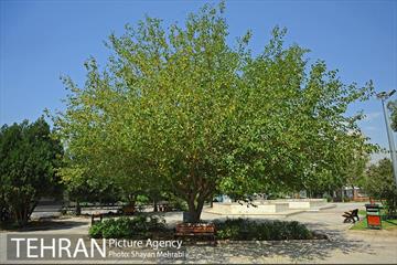 بوستان بسیج 38
