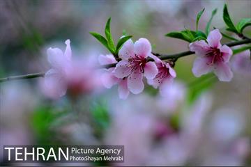 شکوفه های بهاری در پایتخت 2