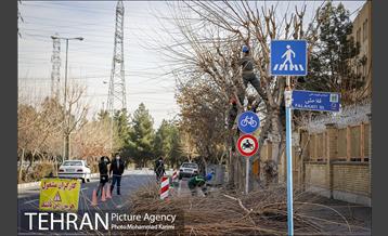 آغاز فصل هرس درختان- 3