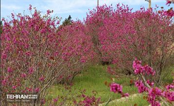 بهار ارغوانی 12