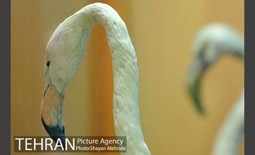 موزه حیات وحش هفت چنار 27