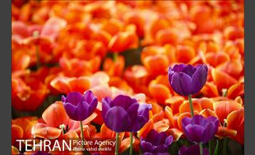 پیاده راه لاله برای مادران 13