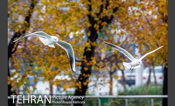 پاییز در بوستان المهدی(عج) 19