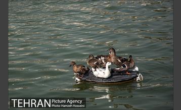 دریاچه شهدای خلیج فارس‎ 25