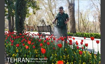 رویش لاله ها در پارک شهر 8