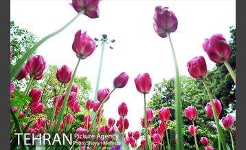 رویش گل لاله در پارک شهر 5