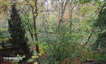 طبیعت پاییزی مجموعه فرهنگی تاریخی سعدآباد  15