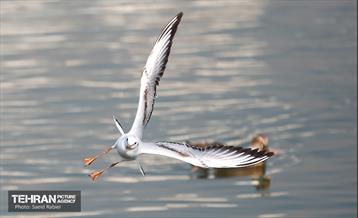 پرندگان مهاجر دریاچه چیتگر 16