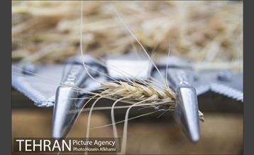 برداشت گندم در مزارع جنوب تهران‎ 6