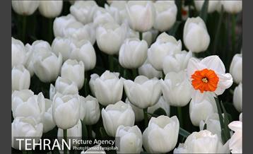 لاله های بهاری بوستان مختاری 23