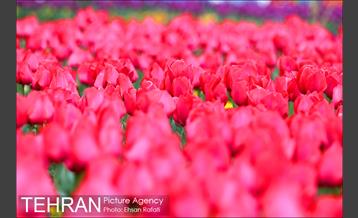 جشنواره لاله‌ها در بوستان زندگی محله هرندی 16