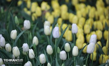 به وقت اردیبهشت؛ باغ ایرانی 37