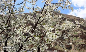 طبیعت بهاری روستای سنگان 12