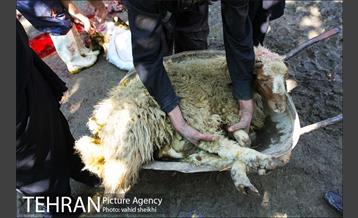 بازار فروش دام در محله طرشت به مناسبت عید قربان 10