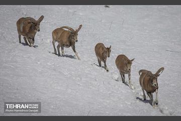 حیات وحش تهران  11