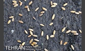 سیلوی گندم تهران 8