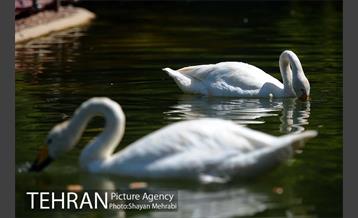 باغ پرندگان 18