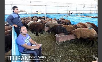 مراکز عرضه بهداشتی دام زنده 18