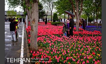 جشنواره لاله‌ها در بوستان زندگی محله هرندی 22