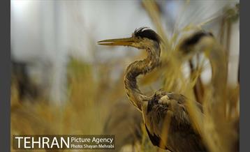 موزه حیات وحش پردیسان 36