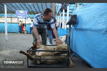 عرضه دام زنده بهداشتی ویژه روز عرفه و عید قربان 3