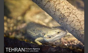 موزه طبیعت و حیات وحش دارآباد 37