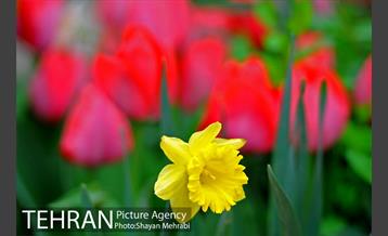 روش گل های لاله در باغ ایرانی 40