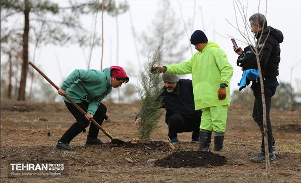 آغاز کاشت ۲۵ هزار اصله نهال غیرمثمر در بوستان چیتگر 7