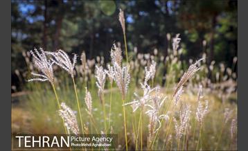 بوستان سرخه حصار 2