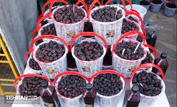 سومین جشنواره شاه توت