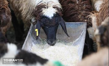 مرکز عرضه دام بهداشتی به مناسبت عید قربان 20