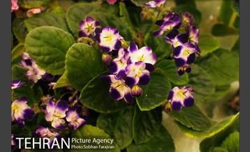 چهل و چهارمین بازارچه خیریه آسایشگاه کهریزک 16