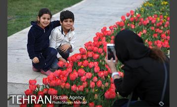 رویش گل های لاله در میدان آزادی 26