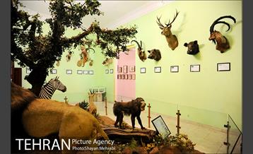 موزه حیات وحش هفت چنار 29