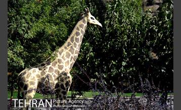 بوستان جوانمردان ایران 11
