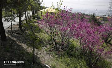 هوای بهاری منطقه 5 30