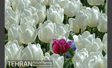 رویش گل های لاله در بوستان گفتگو 11