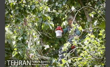 فصل برداشت توت از باغات سولقان 16